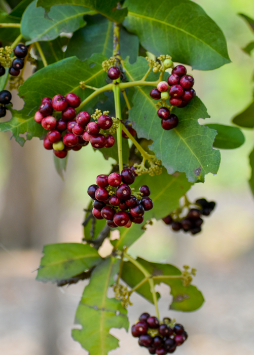 Allspice (Pimenta dioica)