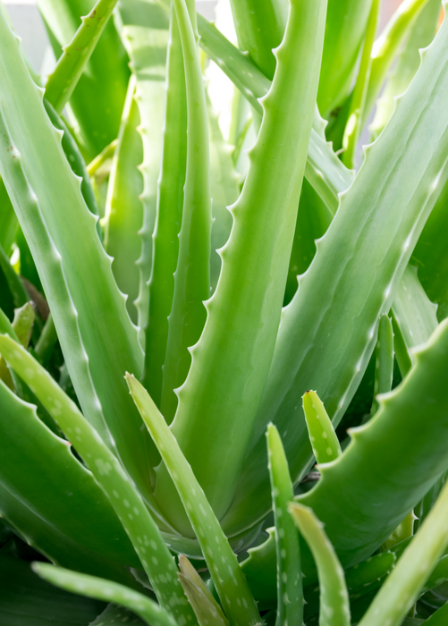 Aloe (Aloe vera)