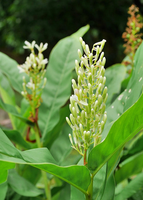 Greater Galangal (Alpinia galanga)