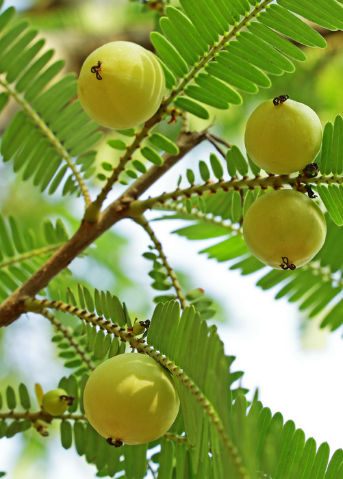 Amla, Indian Gooseberry (Phyllanthus emblica)