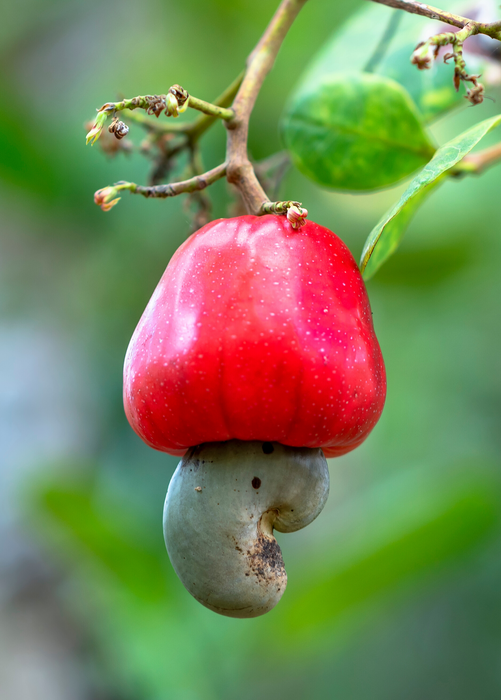 Cashew, Red (Anacardium occidentale)