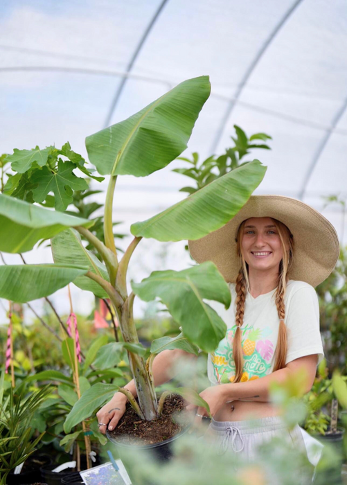 Banana 'Blue Java' (Musa acuminata × balbisiana)