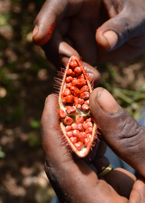 Annatto Achiote (Bixa orellana)