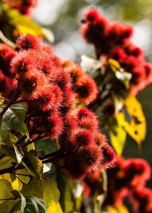 Annatto Achiote (Bixa orellana)