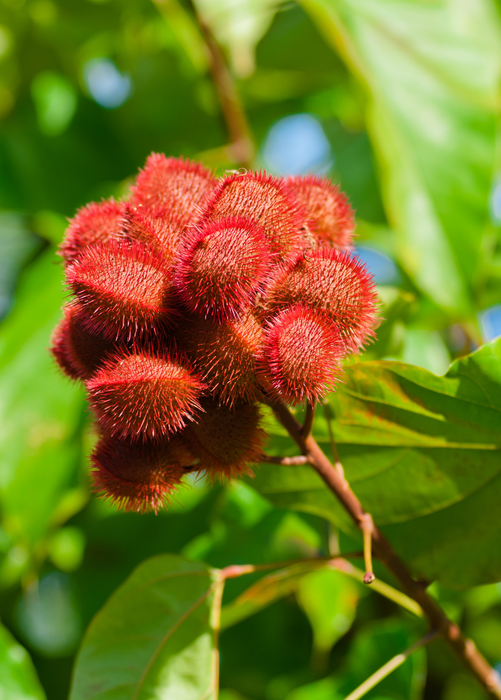 Annatto Achiote (Bixa orellana)