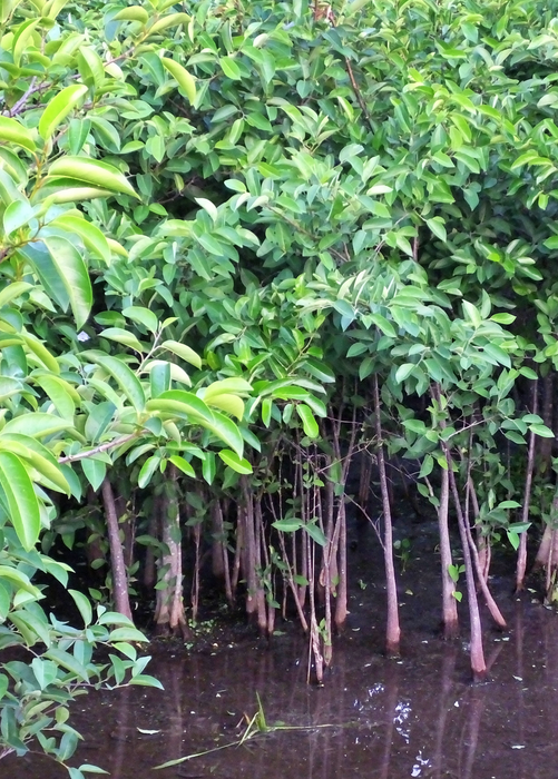 Pond Apple (Annona glabra)