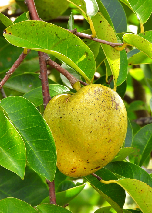 Pond Apple (Annona glabra)