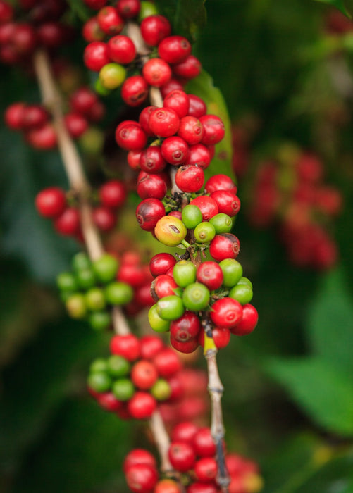 Coffee (Coffea arabica)