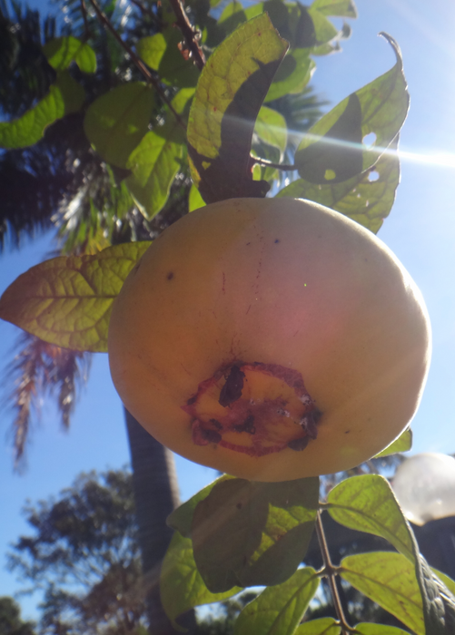 Araza (Eugenia stipitata)