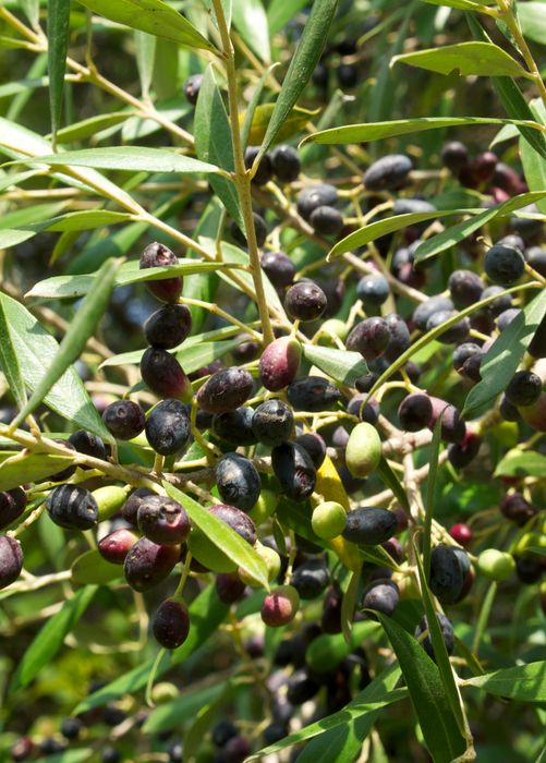 Olive 'Arbequina' (Olea europea)