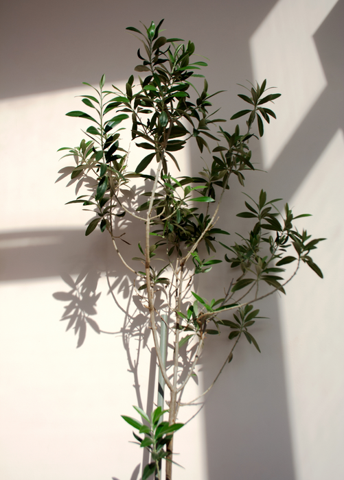 Olive 'Arbequina' (Olea europea)