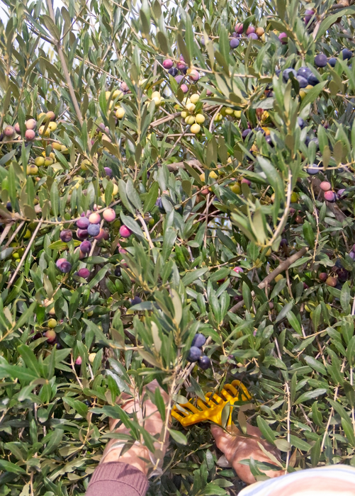 Olive 'Arbequina' (Olea europea)