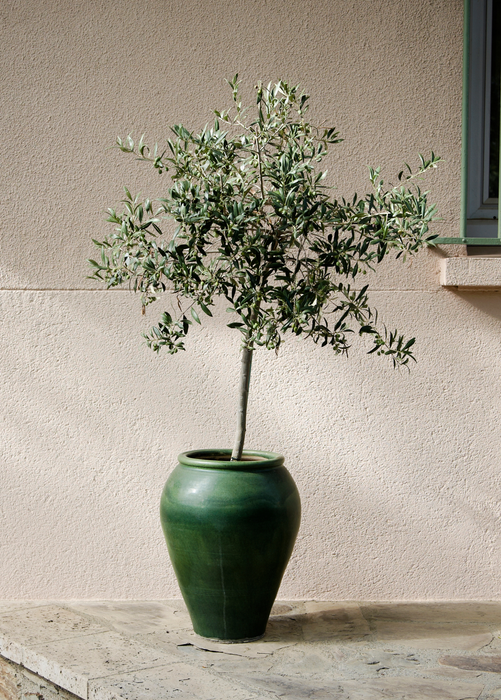 Olive 'Arbequina' (Olea europea)