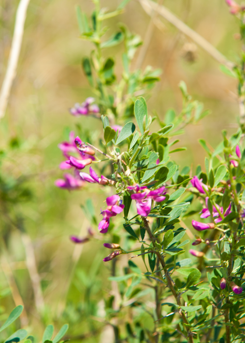 Astragalus (Astragalus membranaceus)
