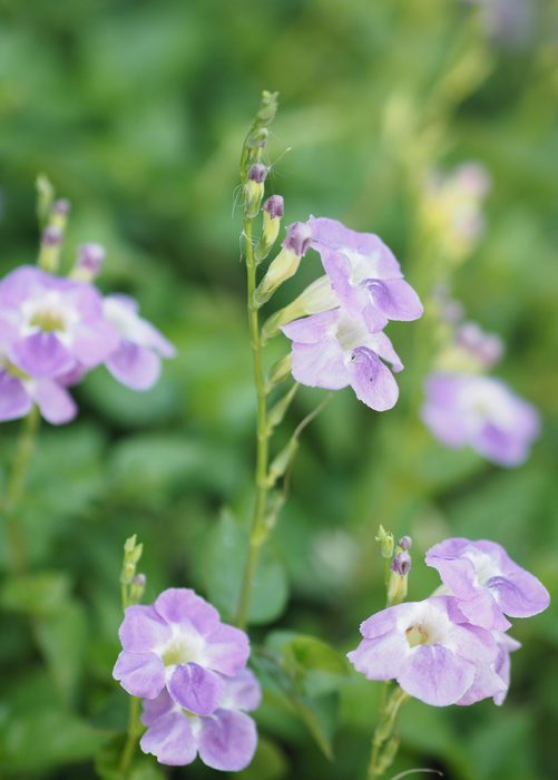 Asystasia, Chinese Creeping Foxglove (Asystasia gangetica)