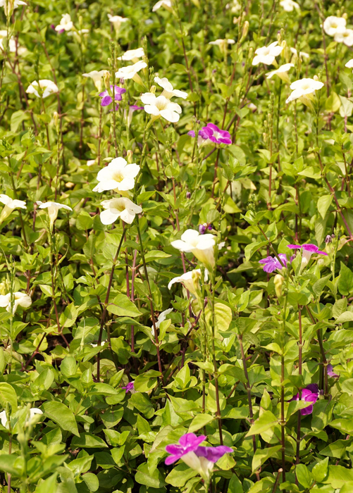 Asystasia, Chinese Creeping Foxglove (Asystasia gangetica)