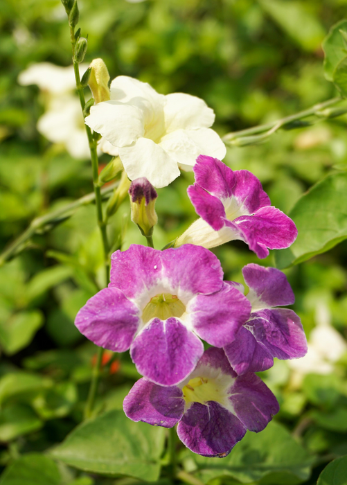 Asystasia, Chinese Creeping Foxglove (Asystasia gangetica)