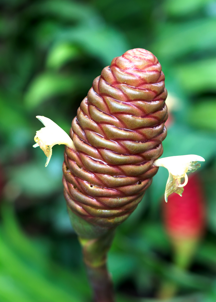 awapuhi plant seeds Awapuhi Shampoo Ginger (Zingiber zerumbet) — Specialty Food Source