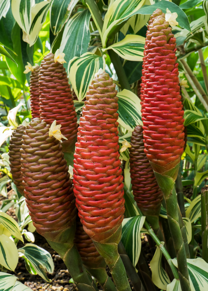 Awapuhi Shampoo Ginger (Zingiber zerumbet) — Specialty Food Source