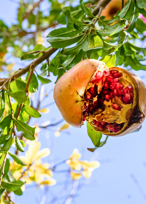 Pomegranate 'Azadi' (Punica granatum 'Azadi')