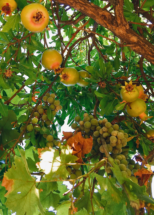 Pomegranate 'Azadi' (Punica granatum 'Azadi')