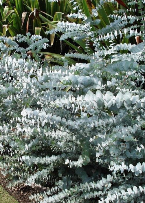 Silver Dollar Eucalyptus (Eucalyptus cinerea)