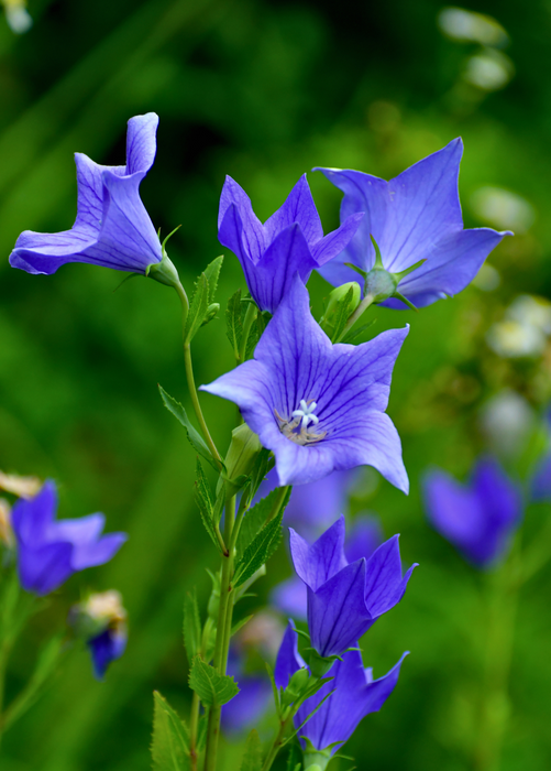 Balloon Flower (Platycodon grandiflorus)