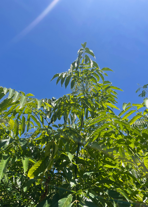 Bandicoot Berry (Leea indica)