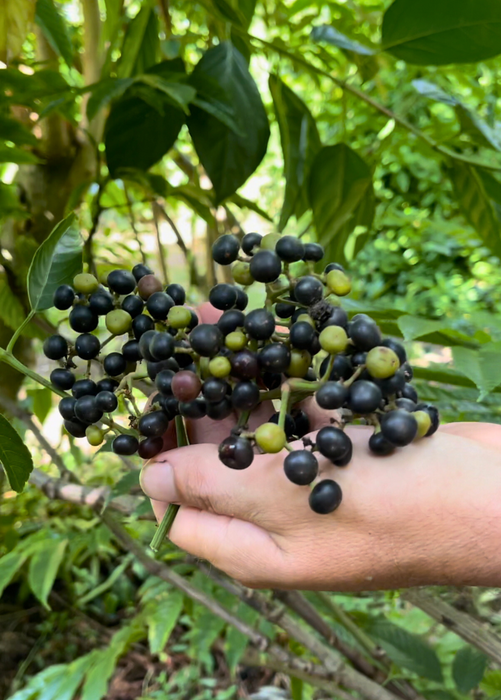 Bandicoot Berry (Leea indica)