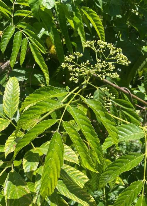Bandicoot Berry (Leea indica)
