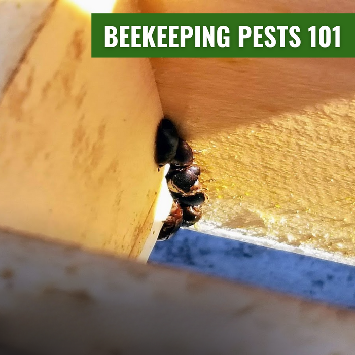 Beekeeping Pests 101 Class