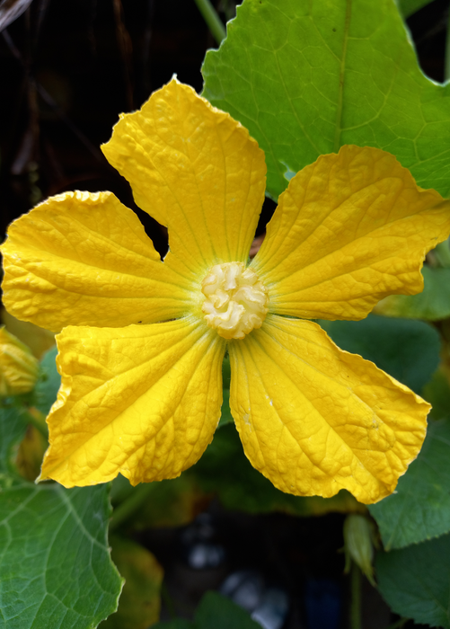 Winter Melon (Benincasa Hispida)