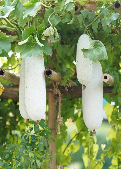 Winter Melon (Benincasa Hispida)