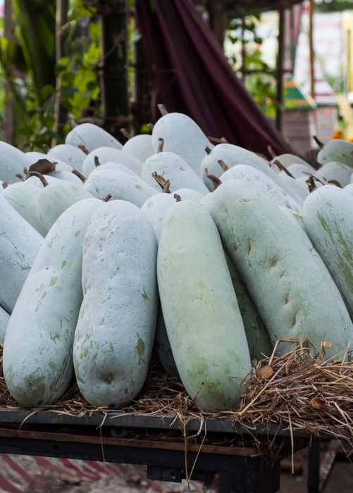Winter Melon (Benincasa Hispida)