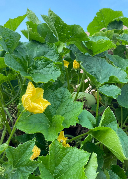 Winter Melon (Benincasa Hispida)