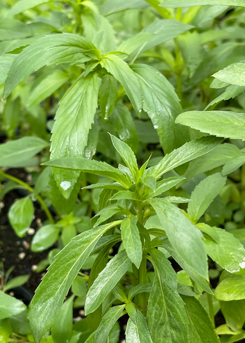 Bergamot 'Lemon' (Monarda citriodora)