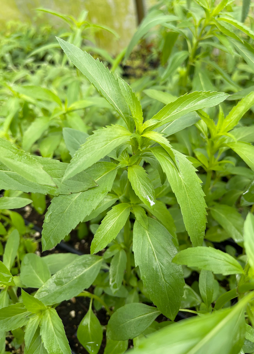 Bergamot 'Lemon' (Monarda citriodora)