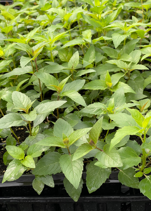 Bergamot, 'Sweet Leaf' (Monarda fistulosa)