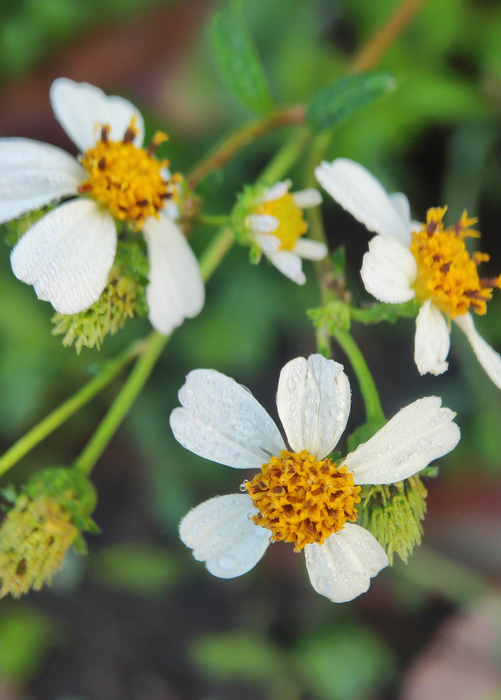 Spanish Needle (Bidens Alba)