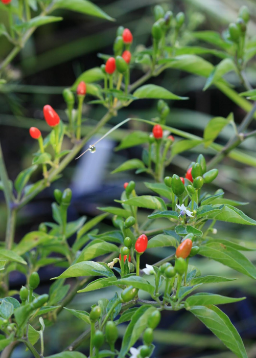 Bird Pepper (Capsicum annuum var. glabriusculum)