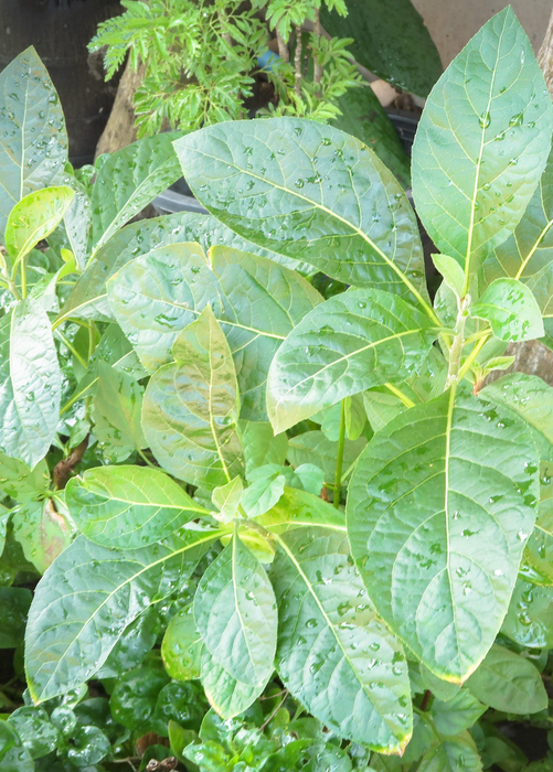 Bitter Leaf Tree (Gymnanthemum extensum)