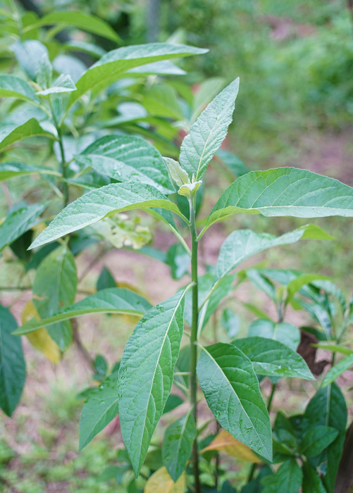 Bitter Leaf Tree (Gymnanthemum extensum)
