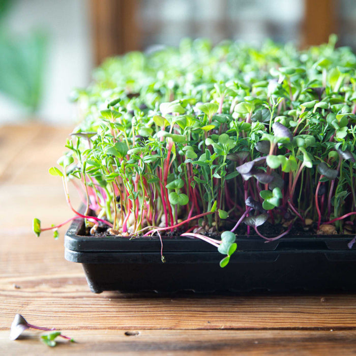 1020 Microgreen Trays - Shallow Extra Strength