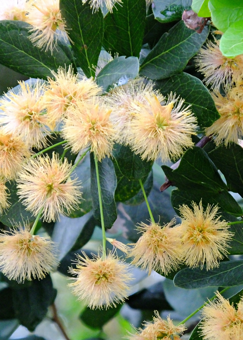 Black Bead (Pithecellobium keyense)