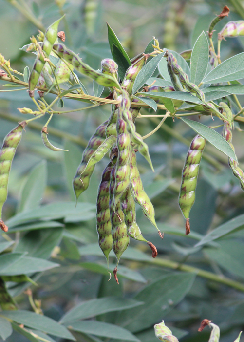Pigeon Pea, Black (Cajanus cajan)