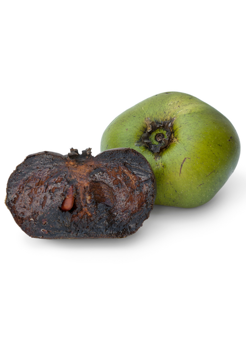 Black Sapote, Seedling (Diospyros nigra)
