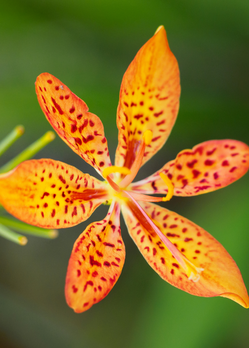 Blackberry Lily (Iris domestica)