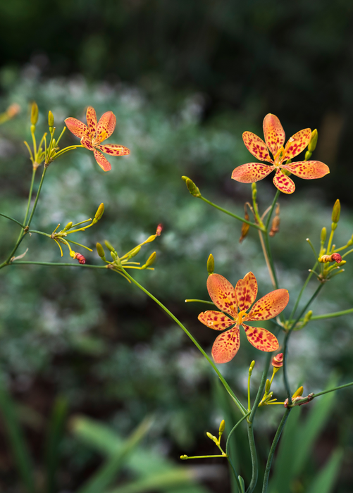 Blackberry Lily (Iris domestica)