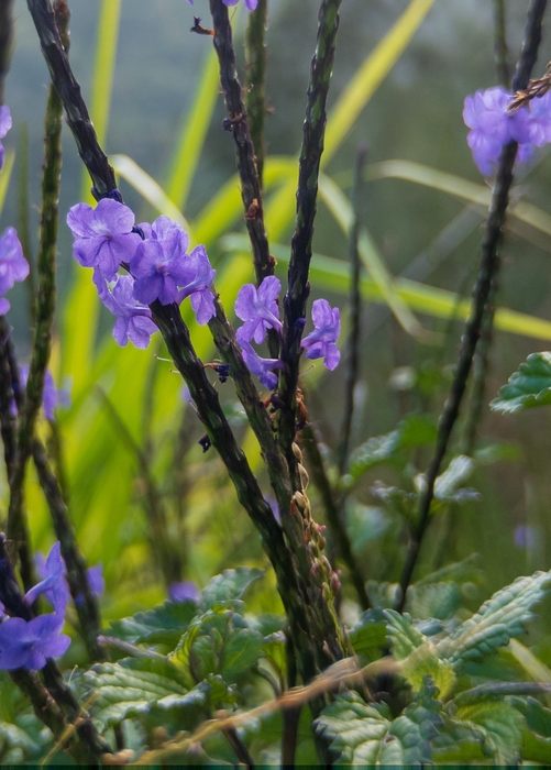 Blue Porterweed (Stachytarpheta jamaicensis)