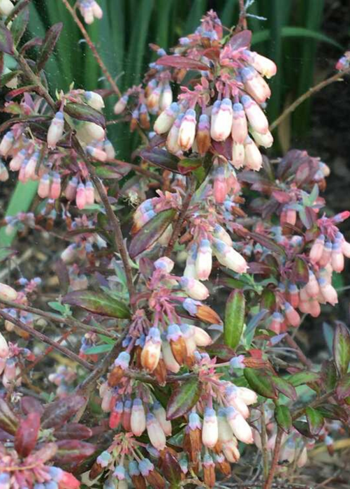 Blueberry 'Native Florida' (Vaccinium darrowii)